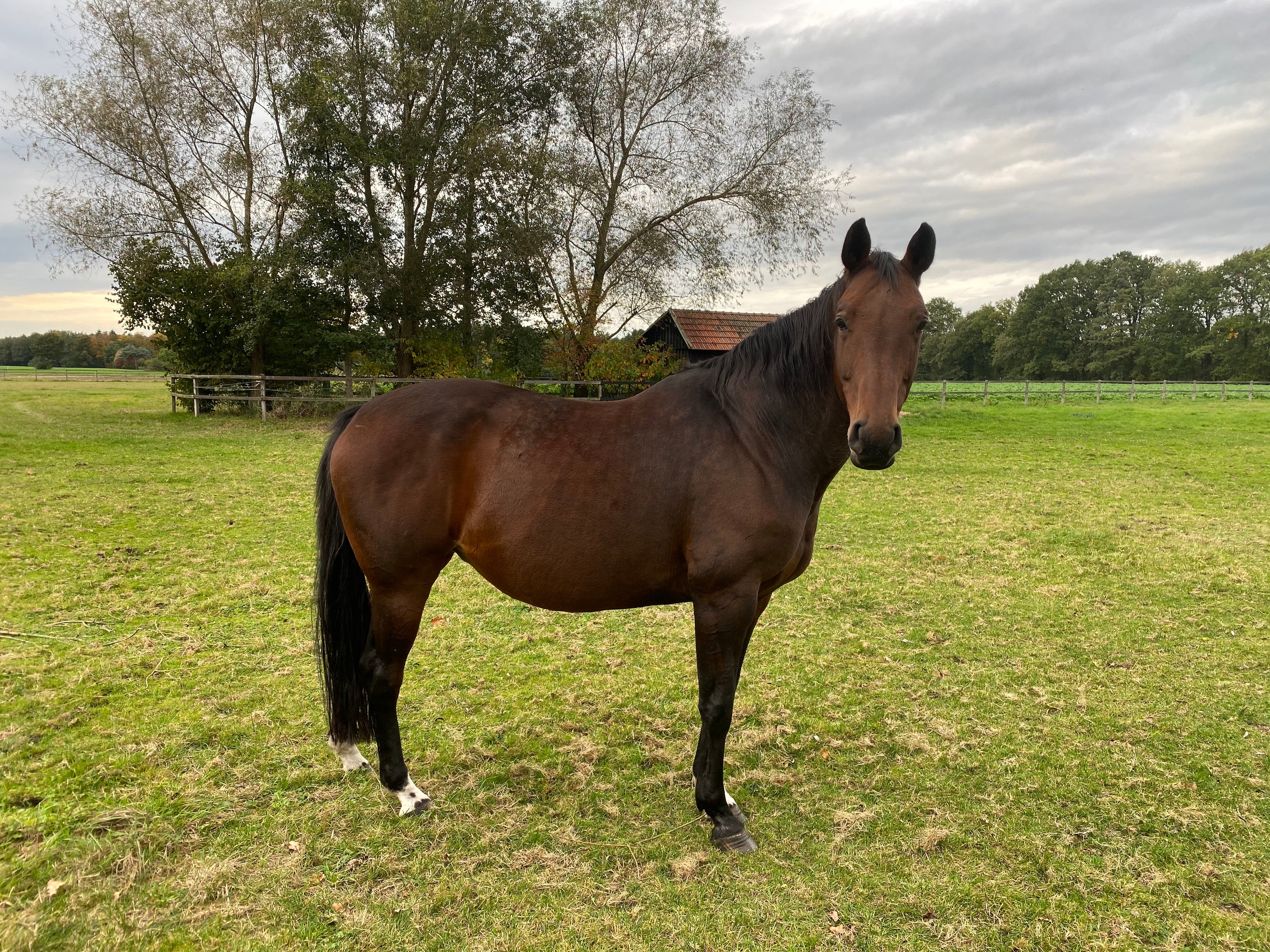 Cayenne