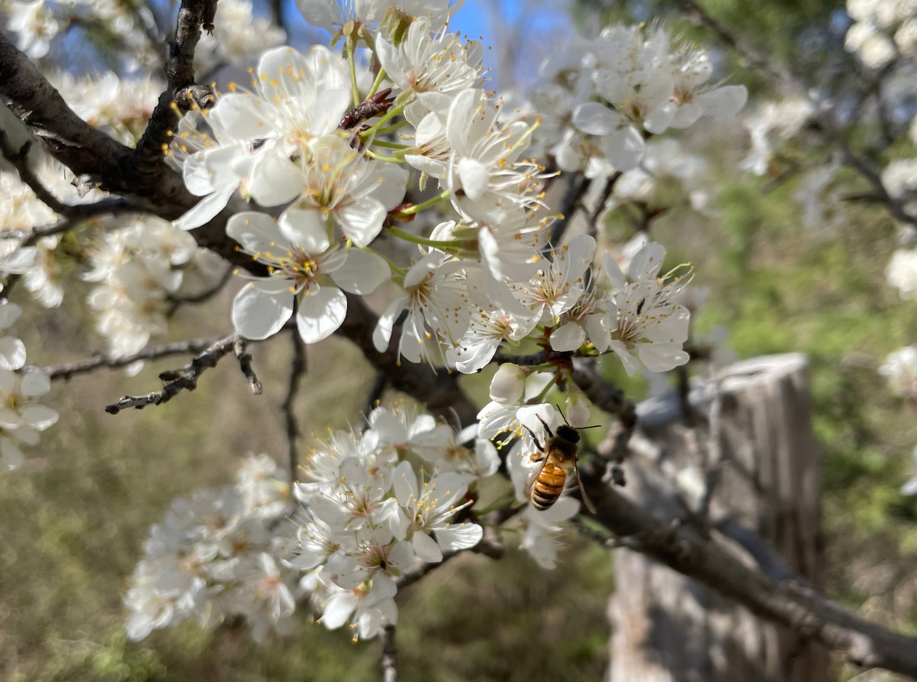 Bee Conservation