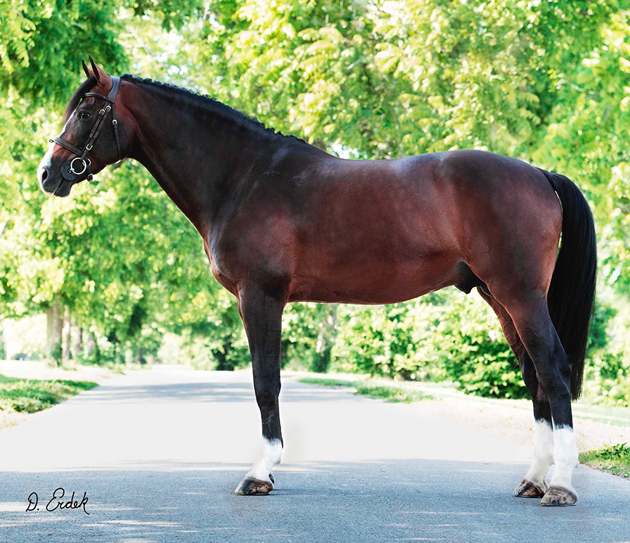 MARES