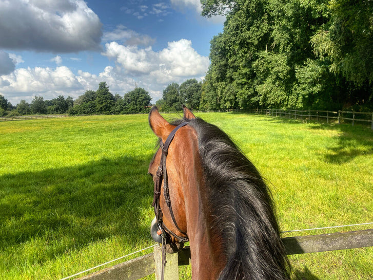 Thriving Post-Crisis